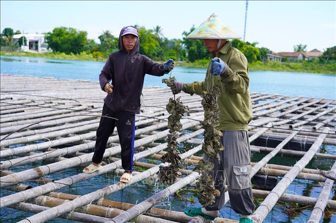 Tận dụng lợi thế nguồn nước sông Gianh, người dân phát triển nghề nuôi hàu đại dương. Ảnh: Thanh Thuỷ - TTXVN                                                              