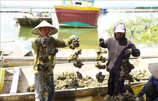 Hàu vừa thu hoạch ở bè sẽ được vận chuyển vào bờ để tách dây, làm sạch trước khi bán cho thương lái. Ảnh: Thanh Thuỷ - TTXVN                                                              