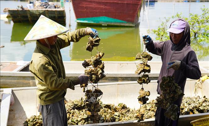 Hàu vừa thu hoạch trên bè sẽ được vận chuyển vào bờ và tách dây, làm sạch trước khi được bán cho thương lái. Ảnh: Thanh Thuỷ - TTXVN                               