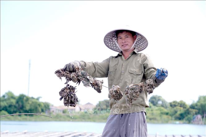 Những dây hàu vừa được thu hoạch lên từ bè tre chứa đựng công sức, mồ hôi của người nuôi. Ảnh: Thanh Thuỷ- TTXVN                                                              
