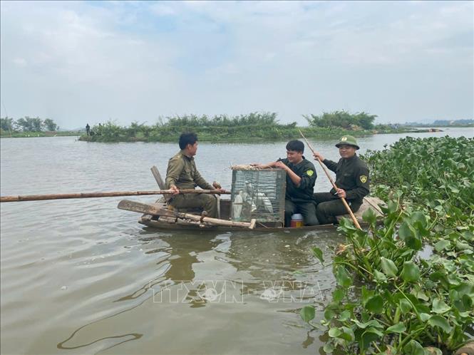 Trong đợt ra quân, Hạt Kiểm lâm Nghi Sơn đã thả 116 cá thể cò, vạc về môi trường tự nhiên. Ảnh: TTXVN phát 