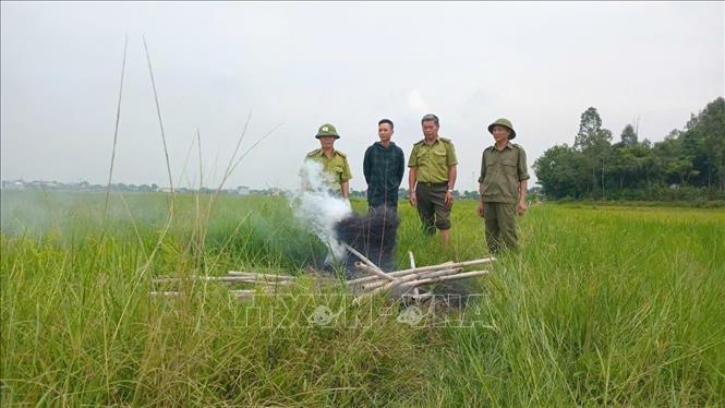 Hạt Kiểm lâm Như Thanh phối hợp với lực lượng chức năng tháo dỡ, tiêu hủy 17.050 m lưới bẫy chim. Ảnh: TTXVN phát 