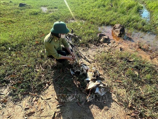 Lực lượng kiểm lâm Hạt Kiểm lâm Nghi Sơn ra quân kiểm tra, xử lý các hành vi bẫy bắt chim trời, chim hoang dã. Ảnh: TTXVN phát 