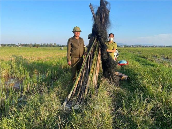 Hạt Kiểm lâm Như Thanh thu hồi, tháo dỡ 1.146 cọc tre cùng một số thiết bị phát âm thanh dẫn dụ chim. Ảnh: TTXVN phát 