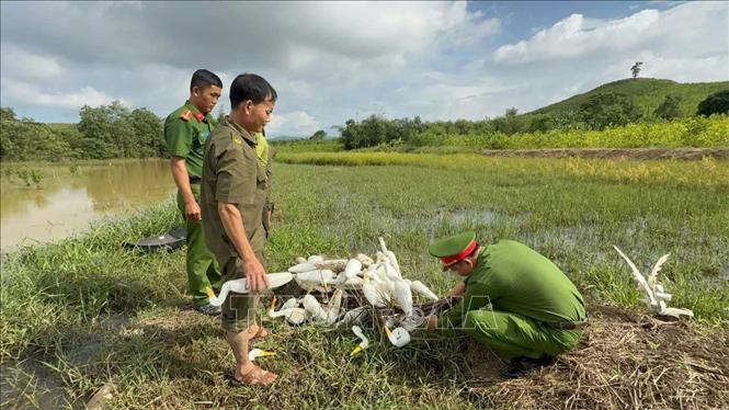 Lực lượng Hạt Kiểm lâm Như Thanh phối hợp với các lực lượng chức năng tiêu hủy cò giả bằng xốp được các đối tượng sử dụng để dẫn dụ, bẫy bắt chim hoang dã. Ảnh: TTXVN phát 