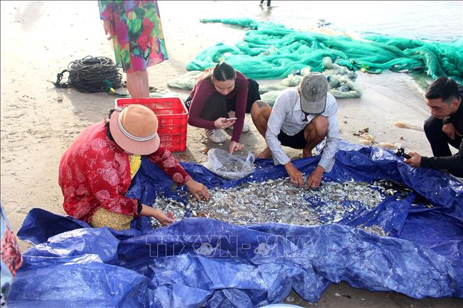 Nghề kéo lưới rùng ở Lâm Đồng chủ yếu đánh bắt hải sản gần bờ. Ảnh: Hồng Hiếu - TTXVN