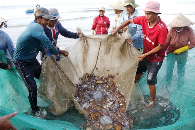 Ngư dân phải canh con nước và lựa chọn thời điểm thả lưới phù hợp để nâng cao hiệu quả đánh bắt. Ảnh: Hồng Hiếu - TTXVN