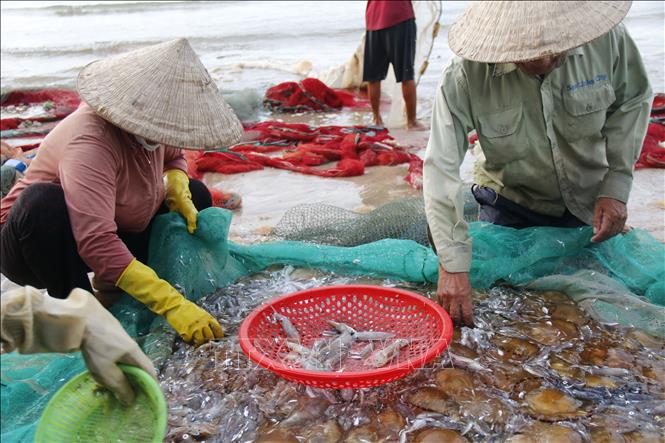 Ngư dân phân loại hải sản tại bờ để bán cho thương lái. Ảnh: Hồng Hiếu - TTXVN