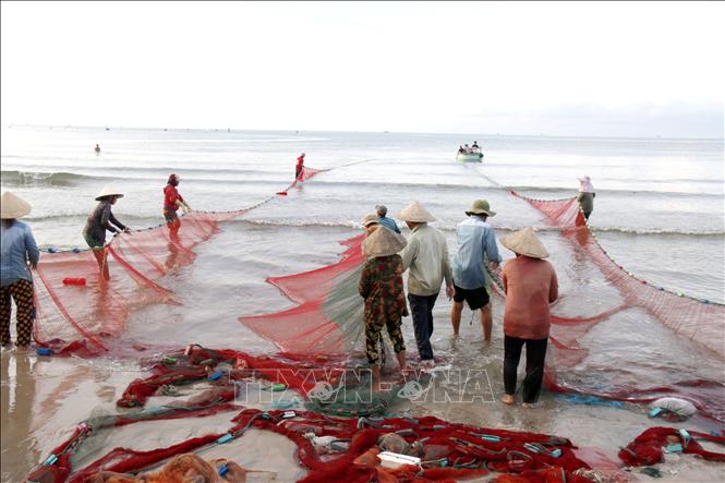 Khi lưới được thả, hàng chục người chia thành hai nhóm hai đầu vòng cung vừa kéo lưới vào bờ vừa đi thụt lùi trên bãi cát. Ảnh: Hồng Hiếu - TTXVN