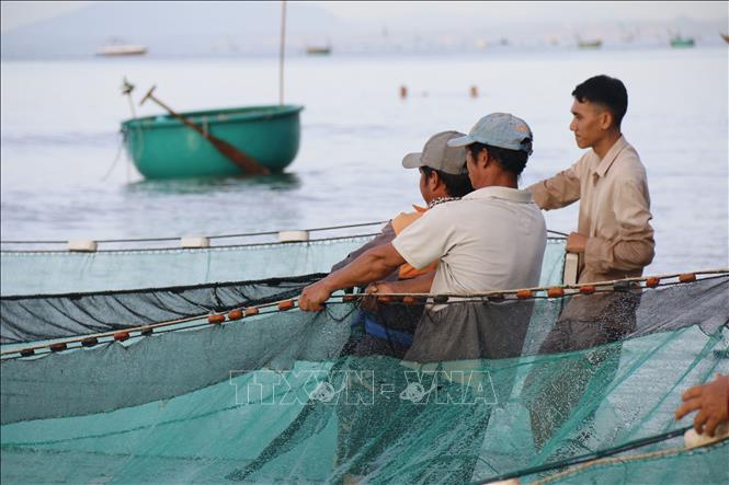 Ngư dân quấn lưới quanh bụng và đi giật lùi trên bãi. Ảnh: Hồng Hiếu- TTXVN