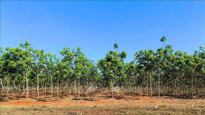 Đồng Nai quy hoạch diện tích cây cao su đến năm 2030 là 236.090 ha; sản lượng 387.990 tấn. Ảnh: Nhật Bình – TTXVN