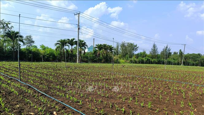 Khuyến khích người dân thực hiện quy trình canh tác tiên tiến, ứng dụng khoa học, kỹ thuật vào sản xuất. Ảnh: Nhật Bình – TTXVN