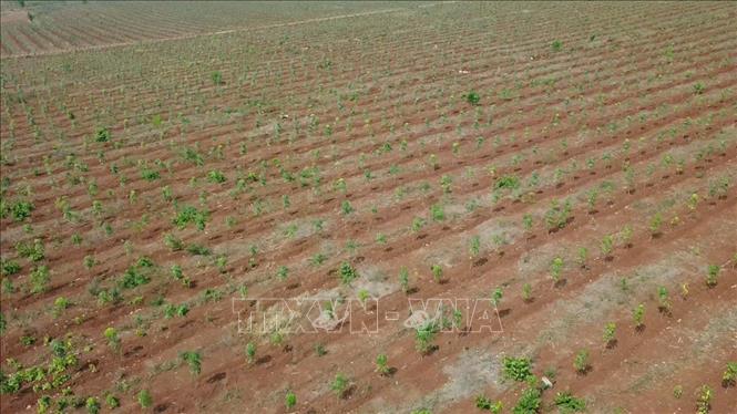 Đồng Nai quy hoạch diện tích cây cao su đến năm 2030 là 236.090 ha; sản lượng 387.990 tấn. Ảnh: Nhật Bình – TTXVN