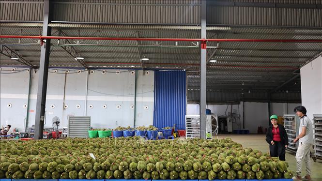 Đồng Nai quy hoạch diện tích cây sầu riêng đến năm 2030 là 30.000 ha, sản lượng 360.000 tấn. Ảnh: Nhật Bình – TTXVN