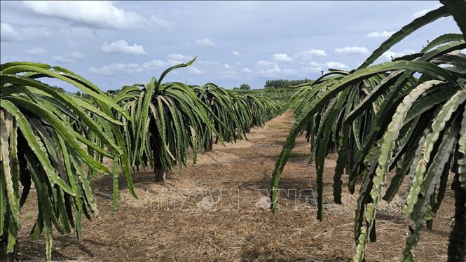 Khuyến khích người dân sử dụng các giống cây ăn quả mới tạo đột phá về năng suất, chất lượng, chống chịu sâu bệnh hại, thích ứng điều kiện biến đổi khí hậu. Ảnh: Nhật Bình – TTXVN