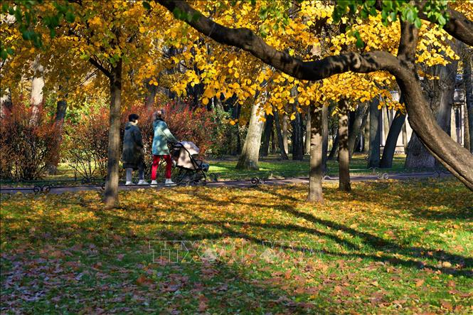 Bức tranh mùa thu vàng tại vườn Tauride ở St. Petersburg, Nga ngày 27/10/2026. Ảnh: THX/TTXVN phát