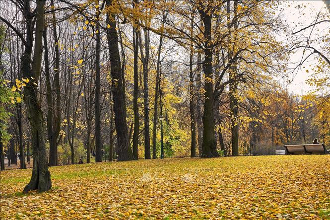 Bức tranh mùa thu vàng tại vườn Tauride ở St. Petersburg, Nga ngày 27/10/2026. Ảnh: THX/TTXVN phát