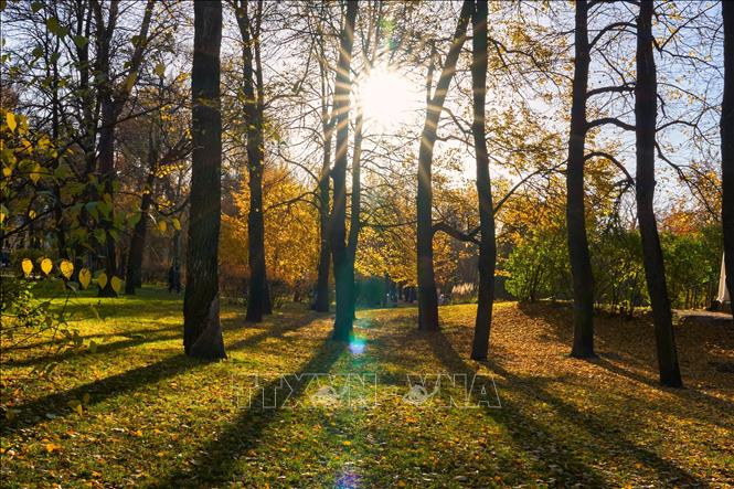 Bức tranh mùa thu vàng tại vườn Tauride ở St. Petersburg, Nga ngày 27/10/2026. Ảnh: THX/TTXVN phát