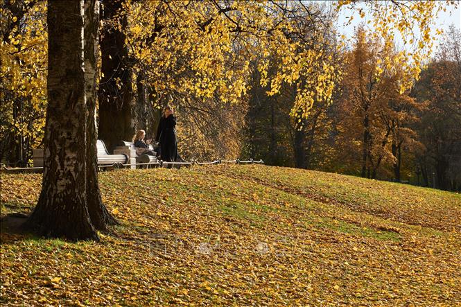 Bức tranh mùa thu vàng tại vườn Tauride ở St. Petersburg, Nga ngày 27/10/2026. Ảnh: THX/TTXVN phát