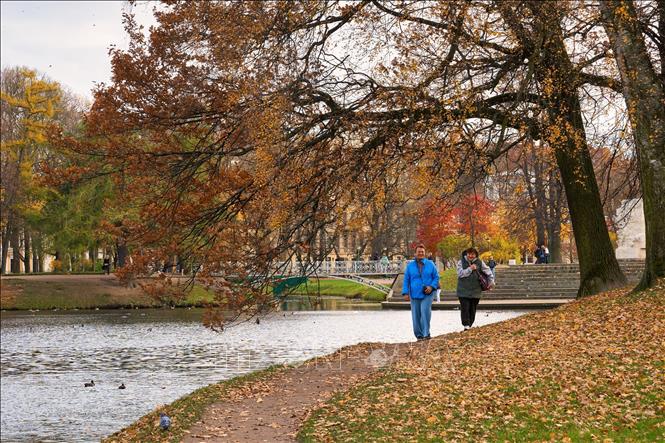 Bức tranh mùa thu vàng tại vườn Tauride ở St. Petersburg, Nga ngày 27/10/2026. Ảnh: THX/TTXVN phát