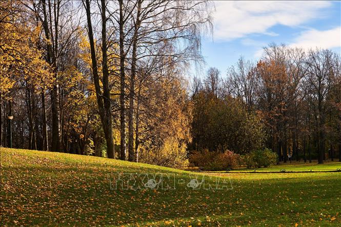 Bức tranh mùa thu vàng tại vườn Tauride ở St. Petersburg, Nga ngày 27/10/2026. Ảnh: THX/TTXVN phát