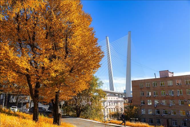 Bức tranh mùa thu vàng tại Vladivostok, Nga. Ảnh: THX/TTXVN phát