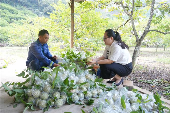 Người dân thu hoạch na gối vụ. Ảnh: Tiến Vĩnh –TTXVN