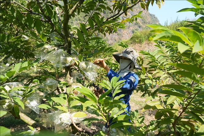 Người dân chăm sóc na gối vụ. Ảnh: Tiến Vĩnh – TTXVN