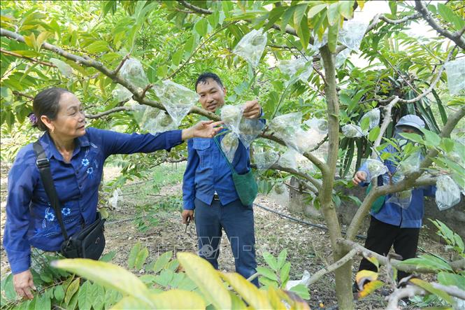 Na gối vụ đến thời kỳ thu hoạch. Ảnh: Tiến Vĩnh –TTXVN