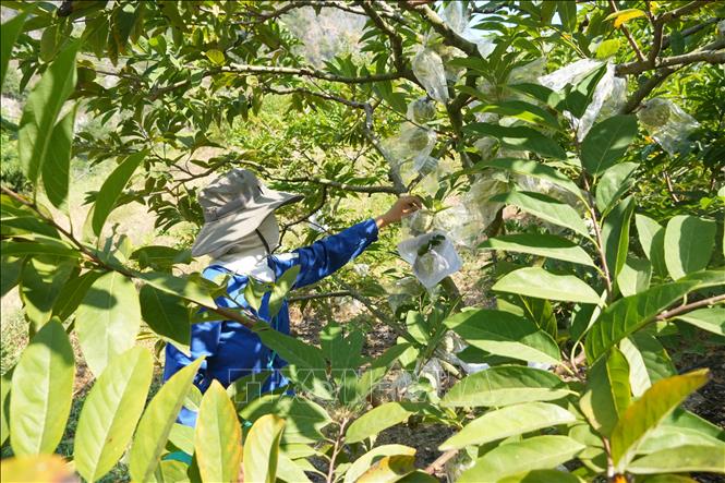 Na gối vụ được bọc nilon để phòng bệnh ngay từ khi mới đậu quả. Ảnh: Tiến Vĩnh – TTXVN