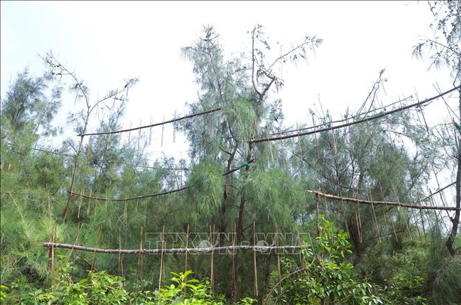 Những giàn gài nhựa dính được “thợ săn chim” thiết lập trên những rặng phi lao ven biển, khiến công tác tháo dỡ của lực lượng chức năng gặp rất nhiều khó khăn. Ảnh: Xuân Tiến - TTXVN 