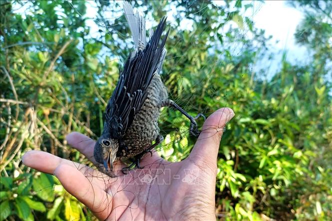 Những cá thể chim hoang dã bị mắc lưới được lực lượng chức năng tháo gỡ trước khi thả về môi trường tự nhiên. Ảnh: Xuân Tiến - TTXVN 