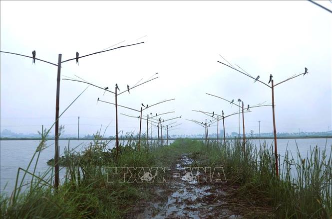 Hoạt động bẫy bắt chim én trên địa bàn xã Diễn Châu (tỉnh Nghệ An). Ảnh: Xuân Tiến - TTXVN 