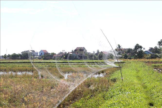 Lưới bẫy được các “thợ săn chim” giăng trên cánh đồng thuộc khu vực giáp ranh 2 xã Hải Châu, Hùng Châu (Nghệ An) để bẫy bắt chim hoang dã, chim di cư theo mùa. Ảnh: Xuân Tiến - TTXVN 
