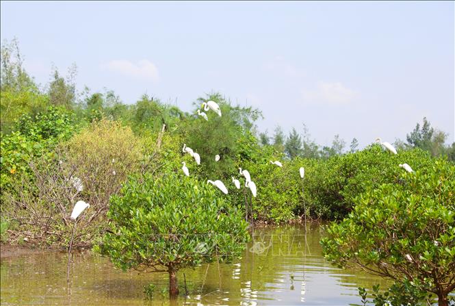 Từ một địa bàn “nóng” về tình hình bẫy bắt chim hoang dã xảy ra trên các khu vực rừng ngập mặn, đến nay xã An Châu (Nghệ An) đã cơ bản xóa được các điểm nóng. Ảnh: Xuân Tiến - TTXVN 