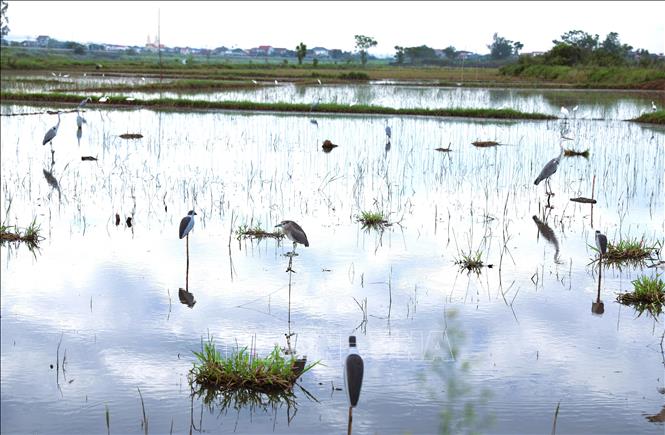 “Thợ săn chim” biến khu vực đồng ruộng thành nơi bẫy bắt các loài chim hoang dã. Ảnh: Xuân Tiến - TTXVN 