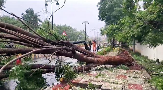 Cây cối gãy đổ do bão Arnab tại Visakhapatnam, Ấn Độ ngày 27/10/2026. Ảnh: ANI/TTXVN phát
