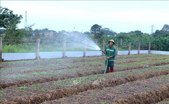 Nông dân xã Hưng Hà, tỉnh Hưng Yên, tập trung tưới nước giữ ẩm cho diện tích ngưu tất mới gieo trồng. Ảnh: Đinh Văn Nhiều - TTXVN