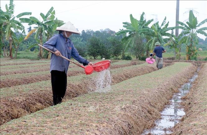 Nông dân tập trung, chăm sóc diện tích ngưu tất mới gieo trồng. Ảnh: Đinh Văn Nhiều - TTXVN
