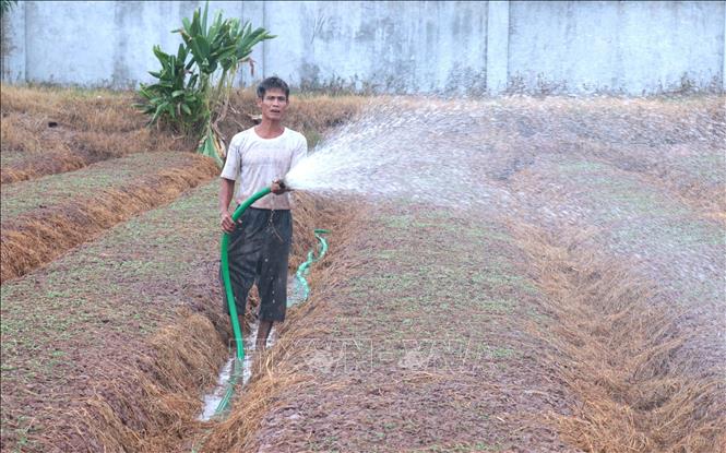 Gia đình ông Nguyễn Văn Hẳn (xã Hưng Hà, tỉnh Hưng Yên) là hộ trồng ngưu tất quy mô lớn với hơn 1 mẫu. Ảnh: Đinh Văn Nhiều - TTXVN