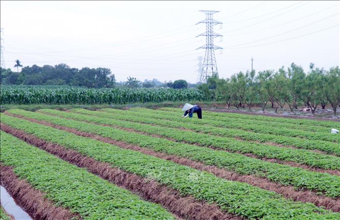 Nông dân xã Hưng Hà, tỉnh Hưng Yên, tập trung làm cỏ, chăm sóc diện tích ngưu tất trong giai đoạn phát triển xanh tốt. Ảnh: Đinh Văn Nhiều - TTXVN