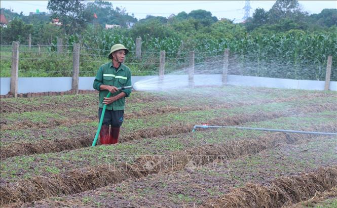 Việc tưới nước giữ ẩm đúng kỹ thuật ngay từ giai đoạn đầu giúp cây ngưu tất sinh trưởng khỏe mạnh, tạo tiền đề cho củ tích tụ dược tính cao. Ảnh: Đinh Văn Nhiều - TTXVN
