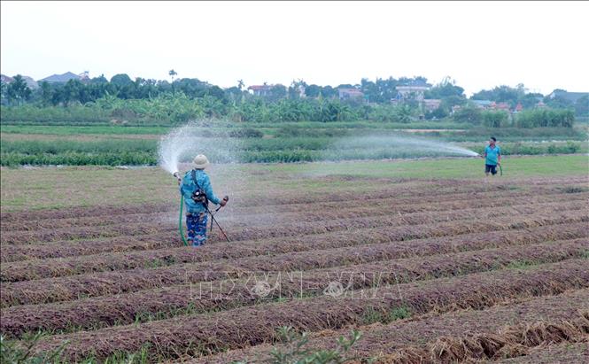 Việc ứng dụng đồng bộ cơ giới hóa và tuân thủ nghiêm ngặt quy trình kỹ thuật chăm sóc giúp nông dân tối ưu hóa hiệu quả chăm sóc diện tích ngưu tất vụ mới. Ảnh: Đinh Văn Nhiều - TTXVN