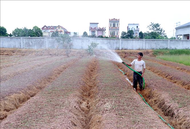 Những luống ngưu tất thẳng tắp được gia đình ông Nguyễn Văn Hẳn tập trung tưới nước chăm sóc. Ảnh: Đinh Văn Nhiều - TTXVN