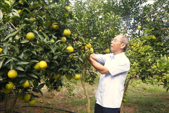 Gia đình ông Nguyễn Đắc Bích, xã Lục Ngạn, chăm sóc vườn cam với mong muốn có một vụ mùa bội thu. Ảnh: Thanh Thương- TTXVN