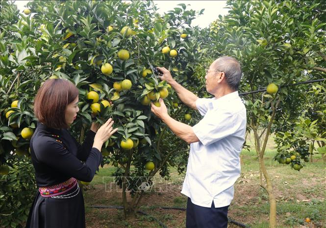 Gia đình ông Nguyễn Đắc Bích, xã Lục Ngạn, chăm sóc vườn cam với mong muốn có một vụ mùa bội thu. Ảnh: Thanh Thương- TTXVN