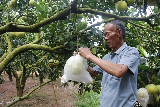 Nông dân xã Lục Ngạn, thành phố Bắc Ninh, tích cực chăm sóc chuẩn bị mùa trái ngọt. Ảnh: Thanh Thương- TTXVN
