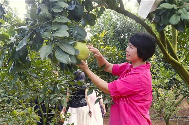 Những vườn cam, bưởi đang chuẩn bị đến độ thu hoạch thu hút du khách tham quan. Ảnh: Thanh Thương- TTXVN