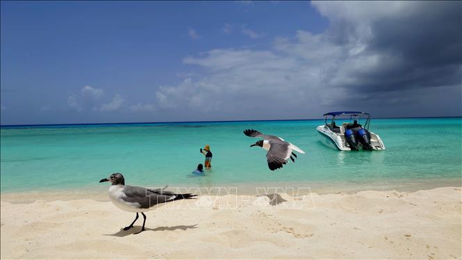 Chim mòng biển châu Mỹ (gaviota reidora americana) trên quần đảo Grand Roques thuộc Đại Tây Dương. Ảnh: Phi Hùng - PV TTXVN tại Mỹ Latinh