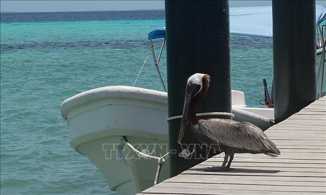 Bồ nông nâu châu Mỹ (Pelecanus occidentalis) tại một bến tàu trên quần đảo Gran Roques, Đại Tây Dương. Ảnh: Phi Hùng - PV TTXVN tại Mỹ Latinh
